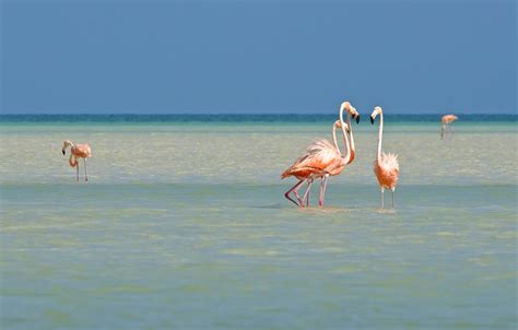 The 10 Best Instagram Locations In Isla Holbox Guide