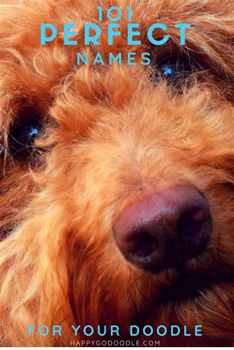 101 Goldendoodle Names That Are Adorable Girl Dog Names Goldendoodle