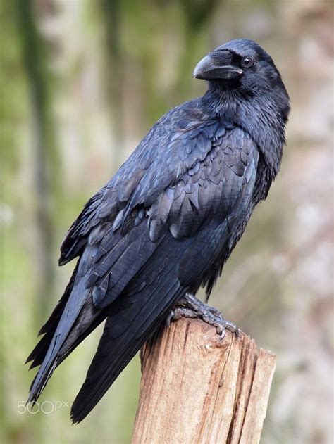 Raven On A Tree Branch Raven Bird Raven Images Black Bird