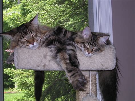 I've had him since birth, so i'm sure of his age. Pin on Maine Coon Kitties Fitzroy and Maarten