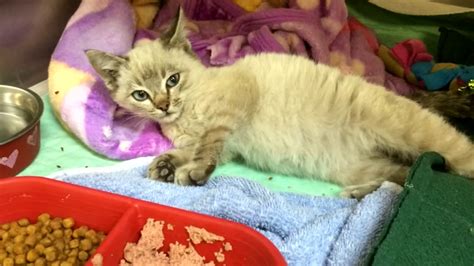 Kitten Survives Being Shrink Wrapped Shipped 500 Miles Abc7 Chicago