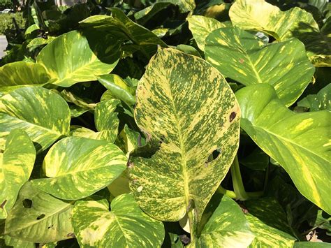 Epipremnum Aureum Golden Pothos