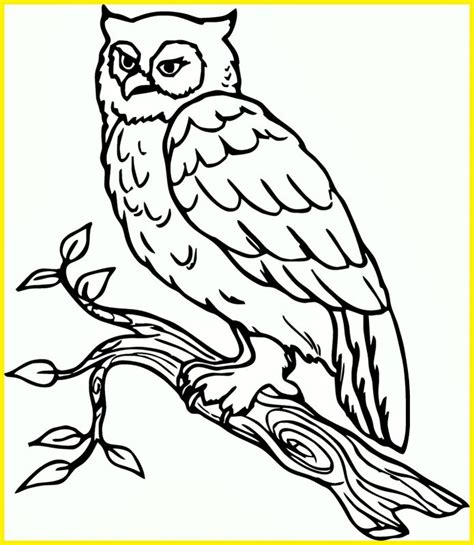 Sketsa Burung Hantu Sketsa Gambar Burung Hantu Merak Garuda Elang Riset