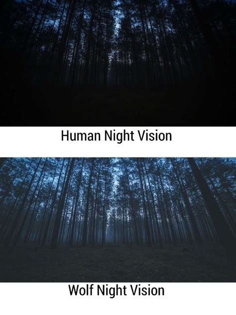 What Colors Do Wolves See Wolves Color And Night Vision Explained