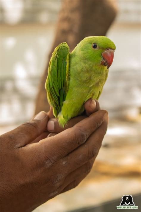 Indian Parakeets In The Net Of Illegal Trade Wildlife Sos