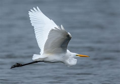 Zenfolio Ken Salzman Photography Egrets Herons Craneand Rails