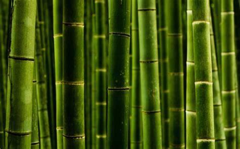 Nature Bamboo Wallpaper 2560x1600 31110