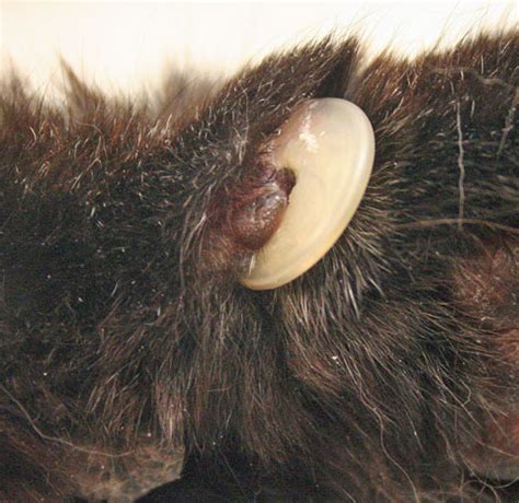 Often, incorrect cutting and trimming of nails also leads to ingrown nails. Trim Your Cat's Claws - PoC