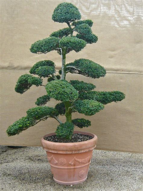 We did not find results for: Pin von ari andrian auf Idei grădină | Bonsai baum, Design ...