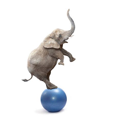 620 Elephant Balls Pictures Stock Photos Pictures And Royalty Free