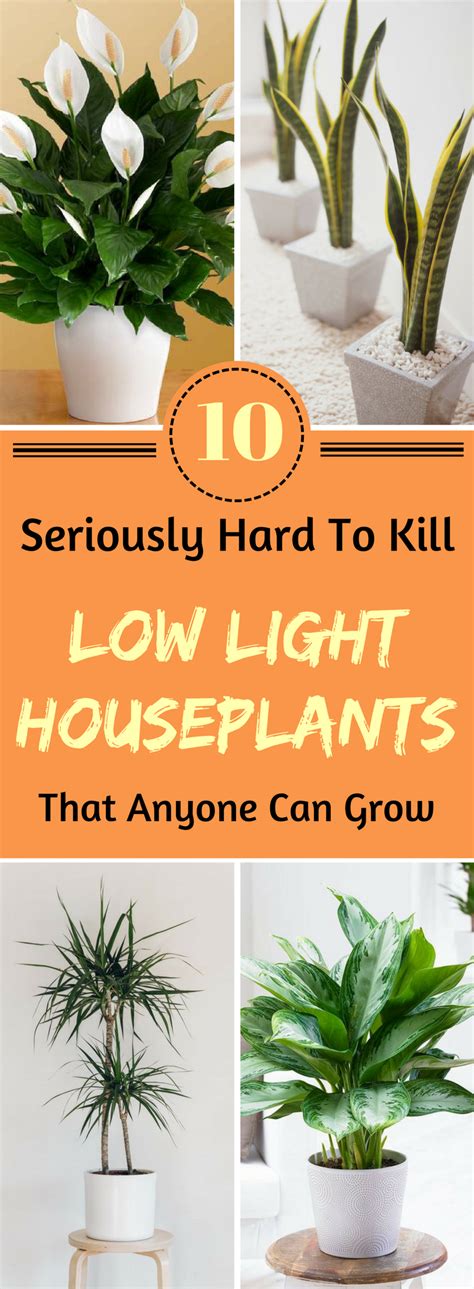 10 Low Light Houseplants You Wont Be Able To Kill Low Light House