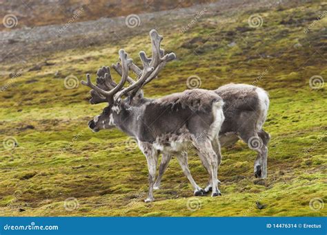 Arctic Reindeers Stock Photo Image Of Tundra Mountains 14476314