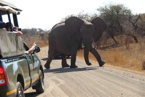 Johannesburg 3 Daagse Klassieke Kruger National Park Safari Tour