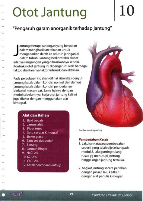 Otot Jantung