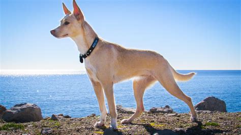 10 Most Popular Dog Breeds in Spain | Dog breeds, Most popular dog breeds, Hound dog breeds