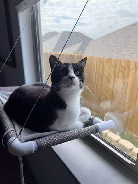 Pawsitively Perfect: May is National Pet Month!