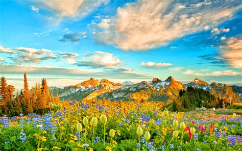 Flowers In Spring Mountains