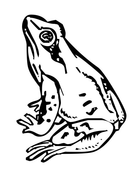 Free Frog Coloring Pages At Free Printable Colorings