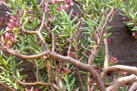 Crassula sarcocaulis bonsai forest i made today. Crassula (Jade and More): Details, Photos and Varieties
