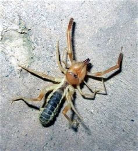 The team has now put forward almost 80 terms to name. Your guide to AZ bugs (Phoenix, Scottsdale: new house ...
