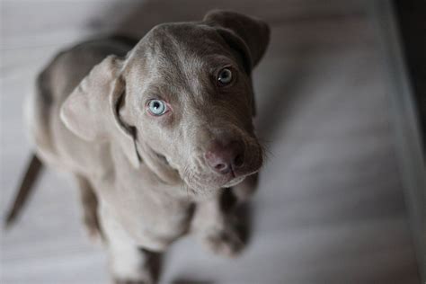 102 Best Gray Dog Names Of 2019 Dog Names Weimaraner Puppies Grey Dog