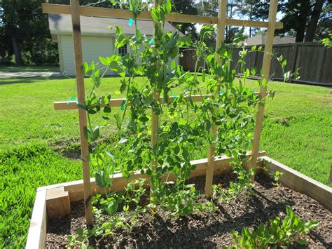 Grow your zucchini on a trellis if you don't consider companion planting. Pin on Gardening