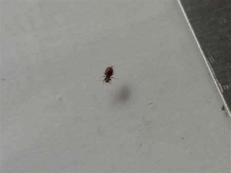 Micro But Fast Bugs Around The Home And Not Sure On What They Are