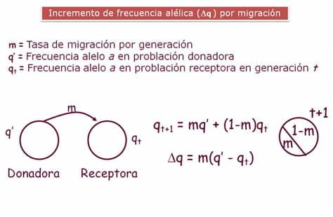 La ingeniería genética es un término que se introdujo por primera vez en nuestro lenguaje en la década de los 70, para describir la naciente tecnología de recombinación del adn y algunas de las cosas que estaban ocurriendo alrededor de la misma. Genética de Poblaciones Conceptos básicos, ensayos ...