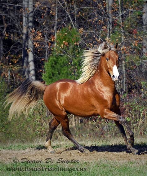 Red Cloud A Silver Bay Kentucky Mountain Horse Equestrian Images