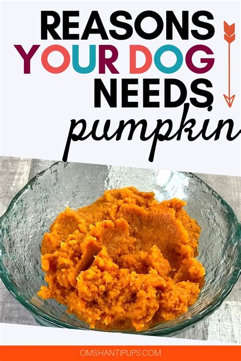 Heres Why Pumpkin For Dogs Is So Amazing Healthy Supplements Dog