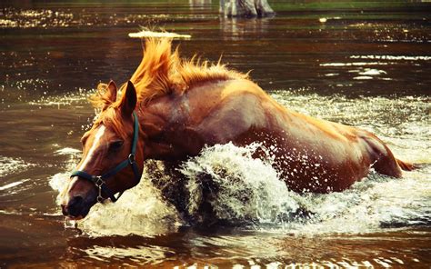 Horse Water River Wallpapers Hd Desktop And Mobile Backgrounds