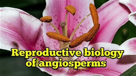 Reproductive Biology Of Angiosperms Basic Concepts Sexual