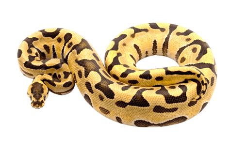 Ball Python Predator Ball Exotic Snake Reptile Png Transparent Image