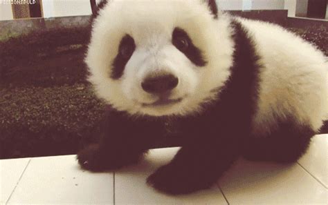 Panda Gif Panda Discover Share Gifs Riset