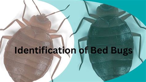 Dont Let Bed Bugs Bite A Complete Guide To Identifying Bed Bugs Bed