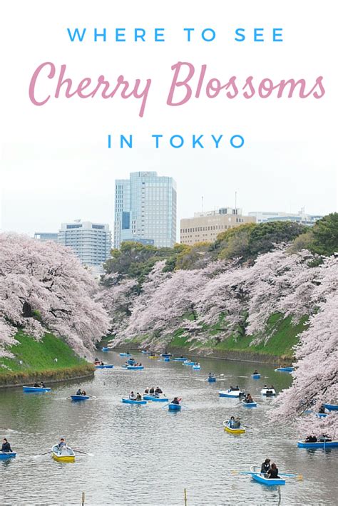 The Best Place To See Cherry Blossoms In Tokyo City Cookie Japan