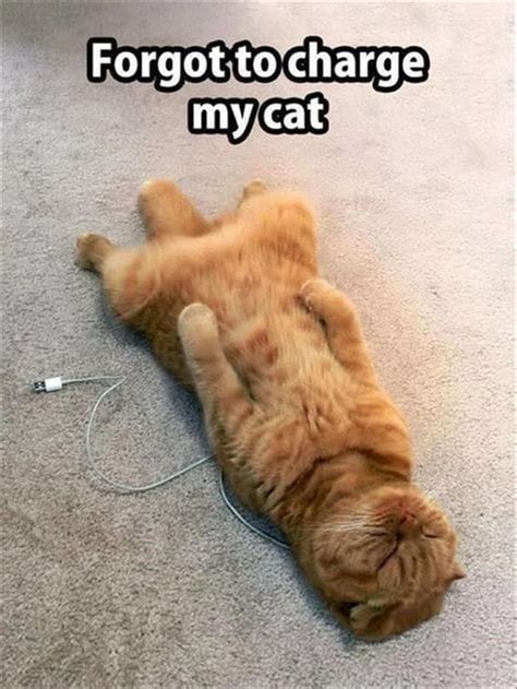 Have A Great Caturday Cats Cat Memes Funny Memes Caturday