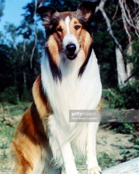 Lassie The Rough Collie Star Of Film And Television Sits For A