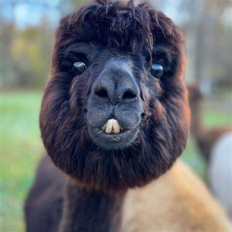 Ever Wondered Why An Alpacas Smile Can Look So Funny 😁 Its Because