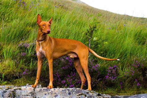 Pharaoh Hound Dog Breeds Facts Advice And Pictures Mypetzilla Uk
