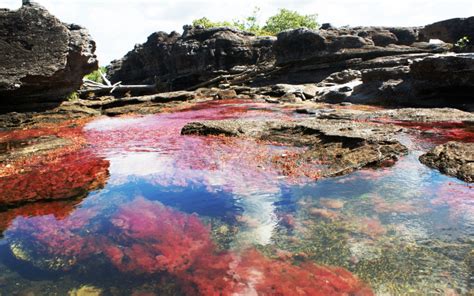 Tapeta Na Pulpit Caño Cristales Na Telefon Kategoria Rzeki Impierium