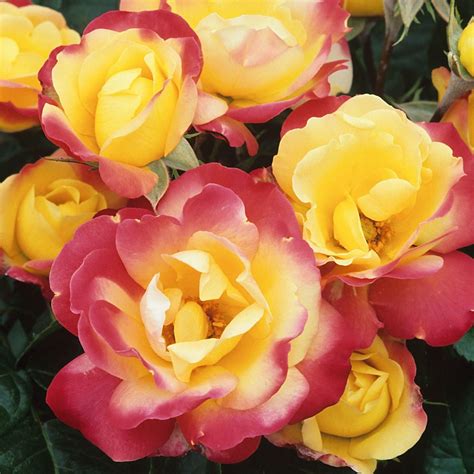 Rose Masquerade - Climbing Rose - Climbing Roses - Roses - Garden