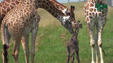 Baby Giraffes First Hilarious Steps Wccb Charlottes Cw