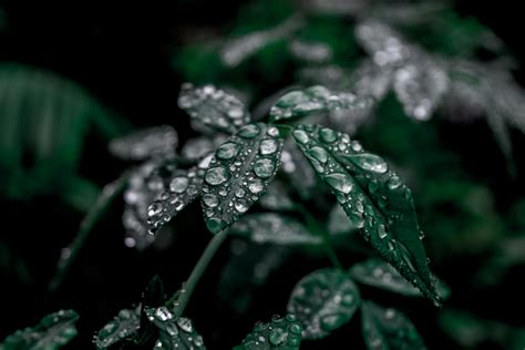 Water Drops On Dark Green Plant · Free Stock Photo