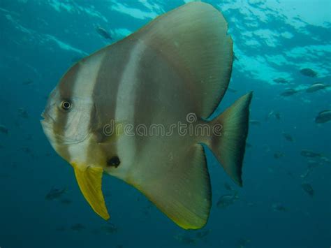 Longfin Spadefish Stock Photo Image Of Ephippidae Nature 56139838
