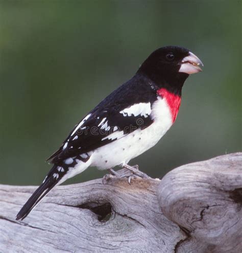 Adult Male Rose Breasted Grosbeak Stock Photo Image Of Feathered