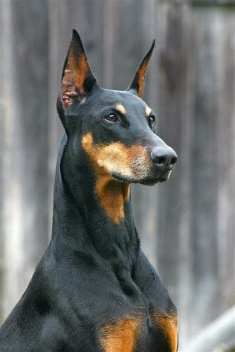 20 Things All Doberman Pinscher Owners Must Never Forget Big Dogs I