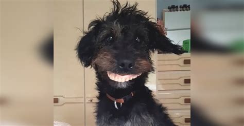 El Perro Que Se Robó La Dentadura De Su Dueña Se Convierte En Una