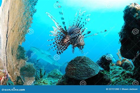 Marine Life On Ocean Reef Stock Photo Image Of Undersea 22721288
