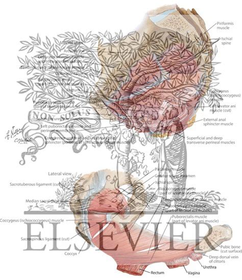 Learn more about the pelvis in this article. Pelvic Diaphragm: Female